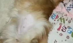 美女与狗交配视频,美女与狗的惊世交配之谜